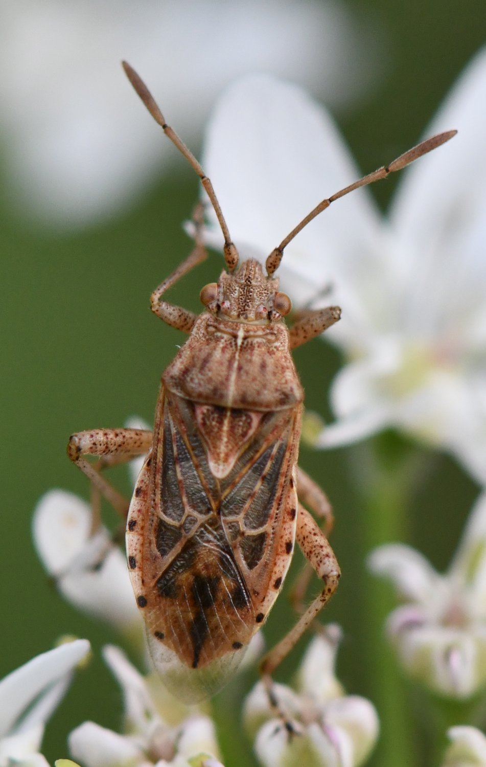 Jean-Michel GAREL - Stictopleurus abutilon - réf. 266900 (951 x 1500 pixels, 159 ko)