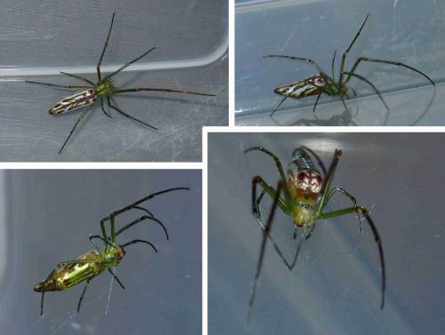 Leucauge decorata