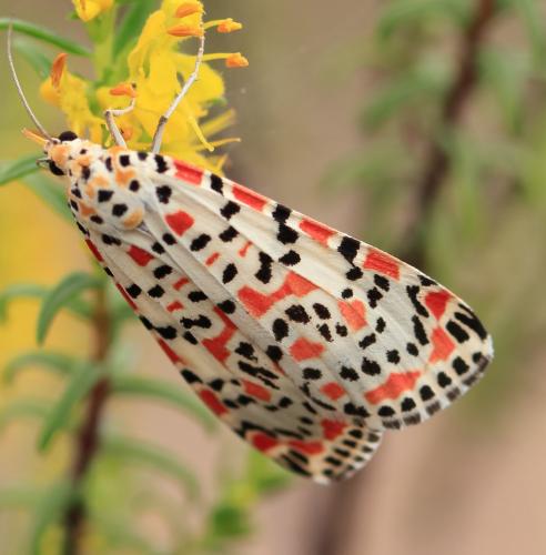 Réf. 267 829 : Utetheisa pulchella