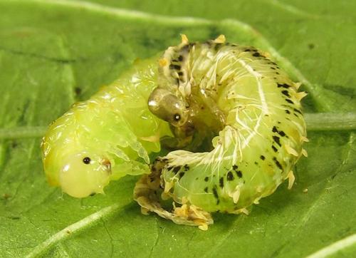 Réf. 267 551 : Siobla sturmii