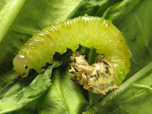 Siobla sturmii