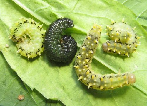 Siobla sturmii