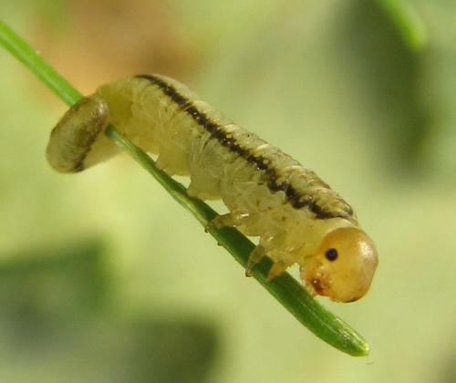 Réf. 267 556 : Anoplonyx sp.