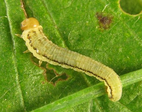 Réf. 267 558 : Anoplonyx sp.