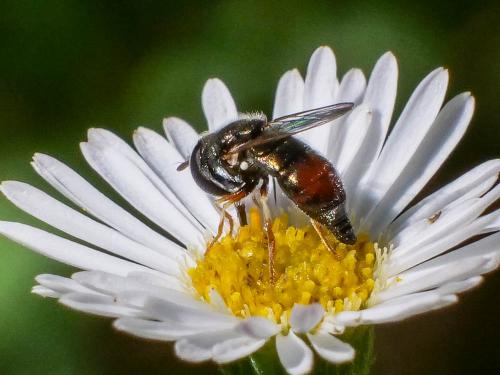 Paragus sp.