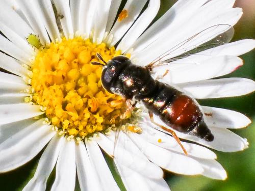 Paragus sp.