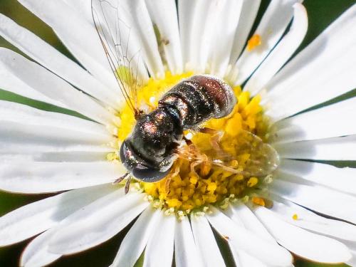 Paragus sp.
