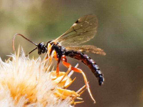 Exeristes ruficollis