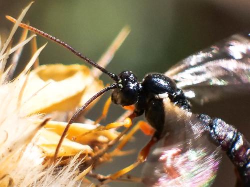 Exeristes ruficollis