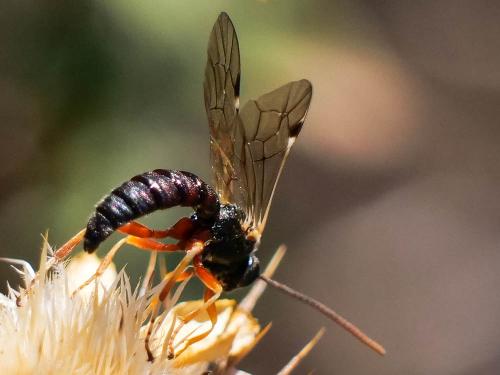 Exeristes ruficollis