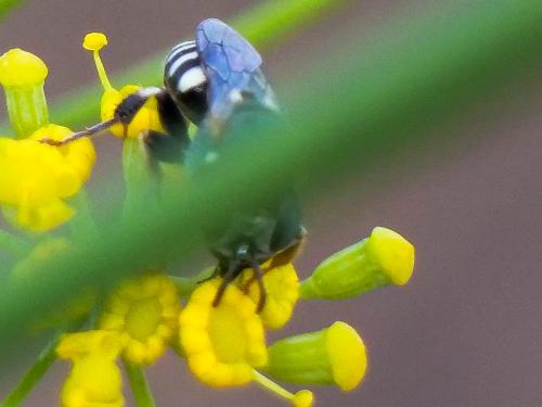 Oxybelus sp.