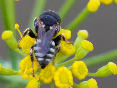 Oxybelus sp.