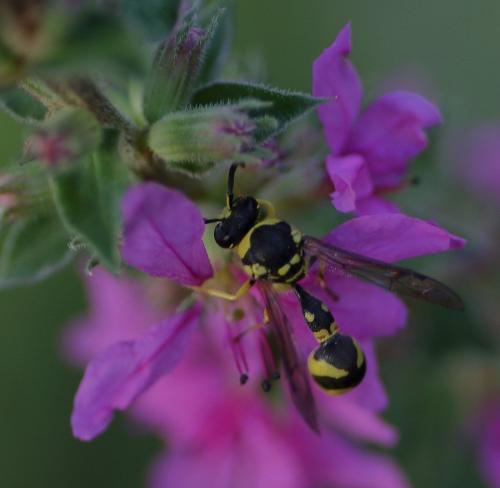 Eumenes sp.