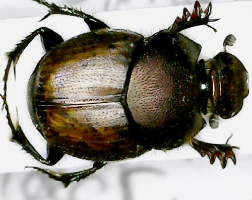 Réf. 267 882 : Onthophagus fracticornis