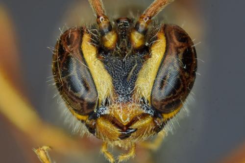 Réf. 267 170 : Trichomma fulvidens