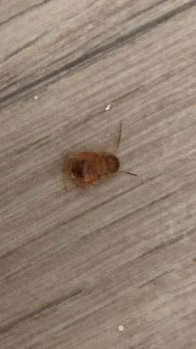 Ectobius sp.