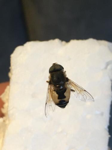 Eristalis arbustorum