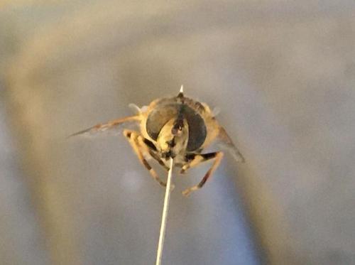Eristalis arbustorum