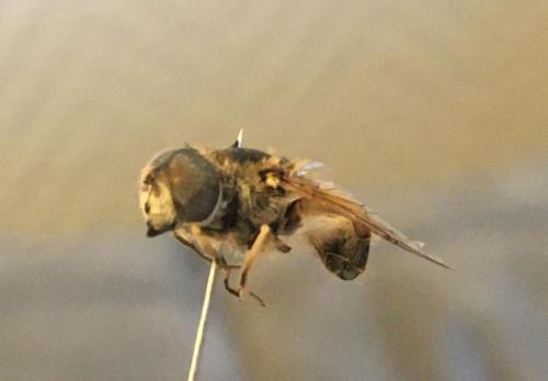 Eristalis arbustorum