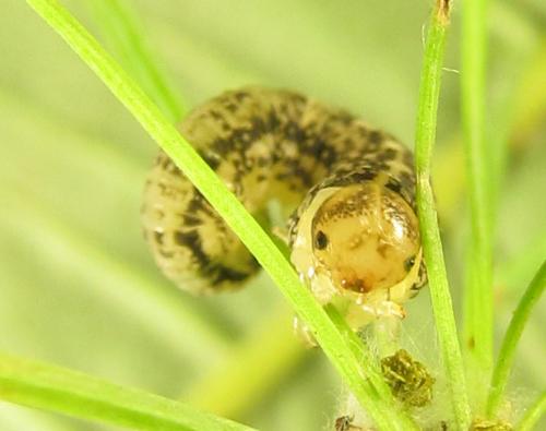 Réf. 267 559 : Anoplonyx sp.