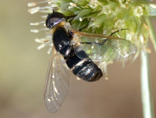 Micomitra sp.