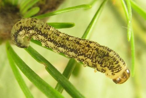 Réf. 267 560 : Anoplonyx sp.