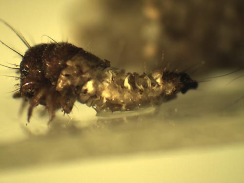 Enoicyla sp.