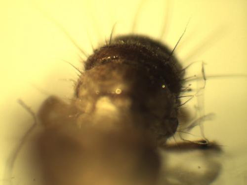 Enoicyla sp.