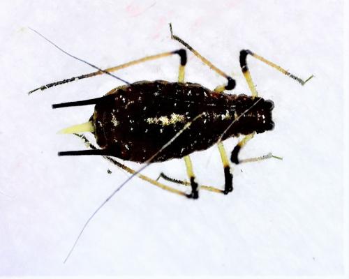 Uroleucon cirsii