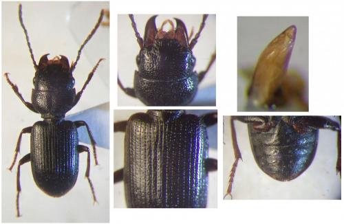 Dixus sphaerocephalus