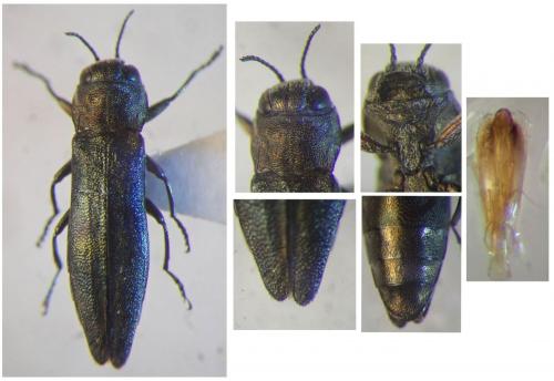 Agrilus sp.