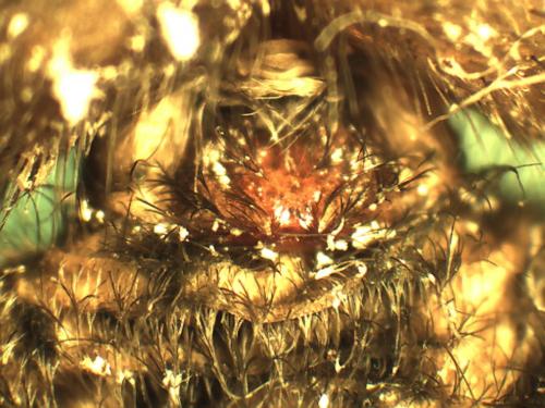 Eratigena sp.