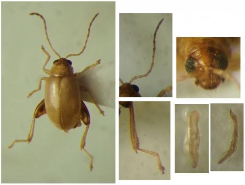 Longitarsus pellucidus