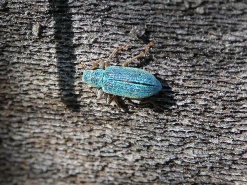 Polydrusus sp.