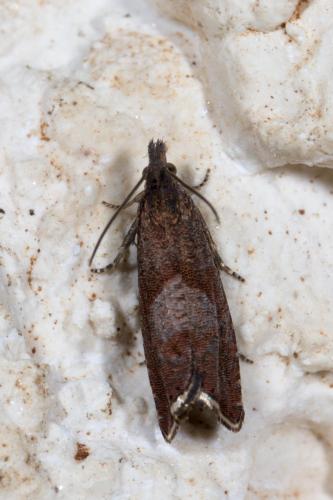 Réf. 267 669 : Dichrorampha acuminatana