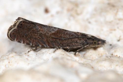 Dichrorampha acuminatana