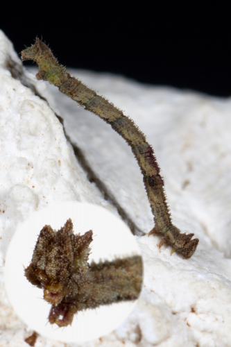 Réf. 267 107 : Hemithea aestivaria