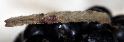 Réf. 267 106 : Hemithea aestivaria