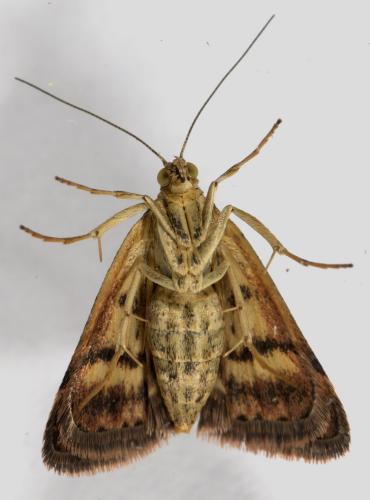 Réf. 267 362 : Pyrausta despicata