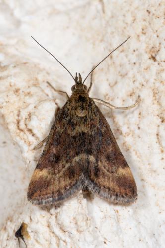 Réf. 267 360 : Pyrausta despicata