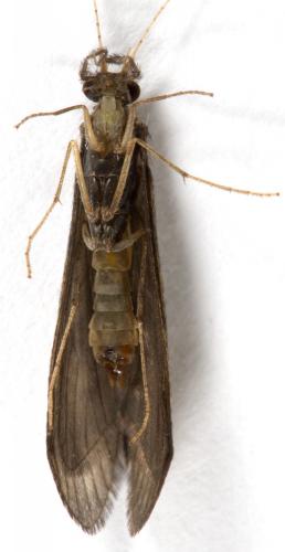 Réf. 267 228 : Mystacides longicornis