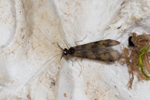 Réf. 267 226 : Mystacides longicornis