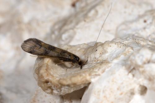 Réf. 267 227 : Mystacides longicornis