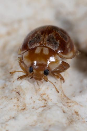 Myrrha octodecimguttata
