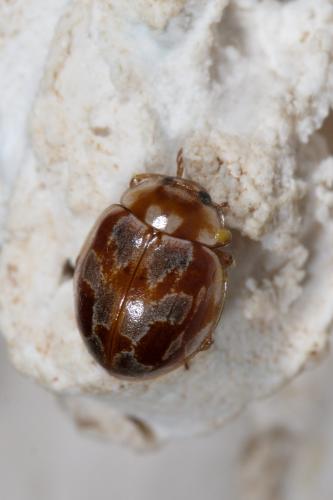 Myrrha octodecimguttata