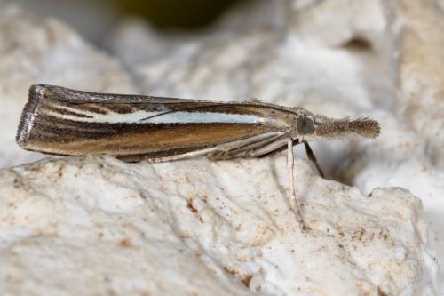 Agriphila selasella