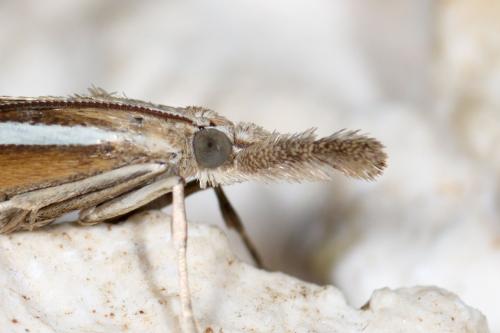 Agriphila selasella