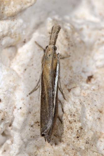 Agriphila selasella