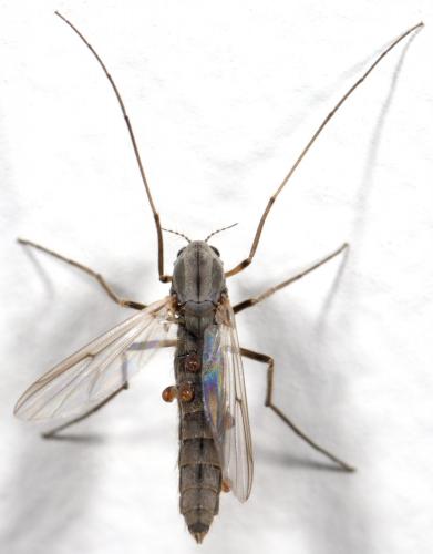 Réf. 267 606 : Chironomus sp.