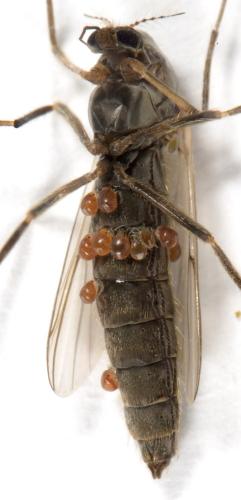 Chironomus sp.